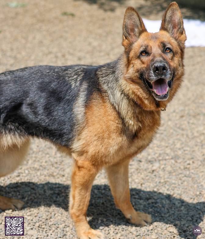 Baypath Adoptable Animal of the Week: Junie