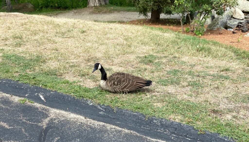 Injured goose at Golden Pond