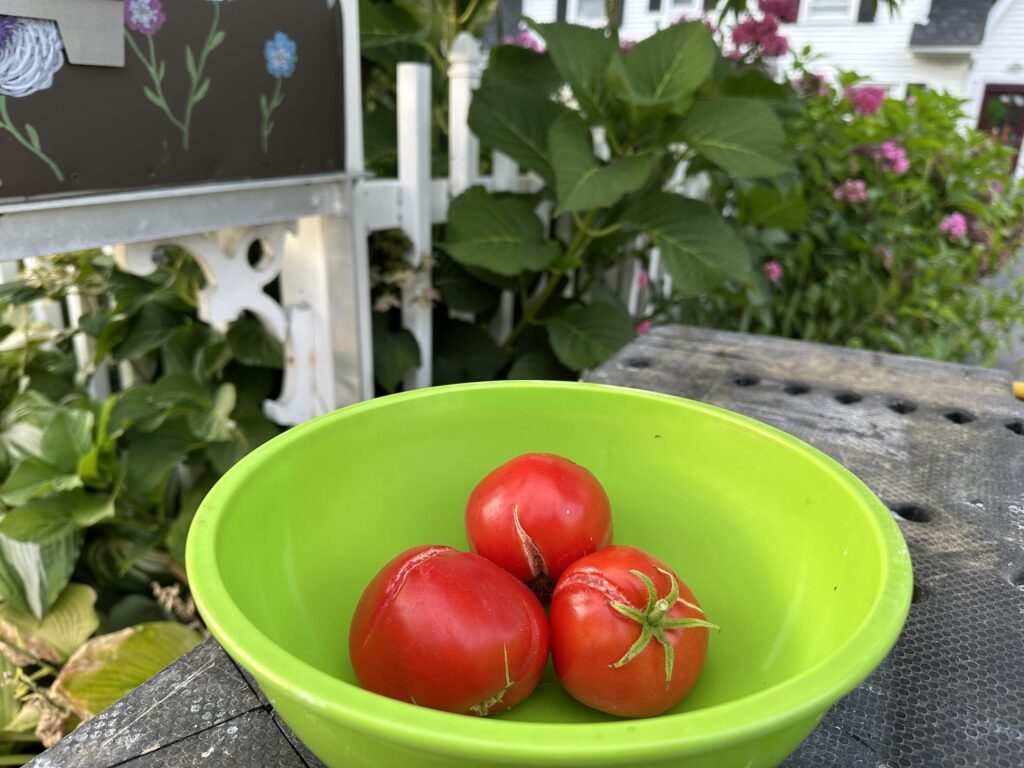 Tomatoes on Pleaant Street