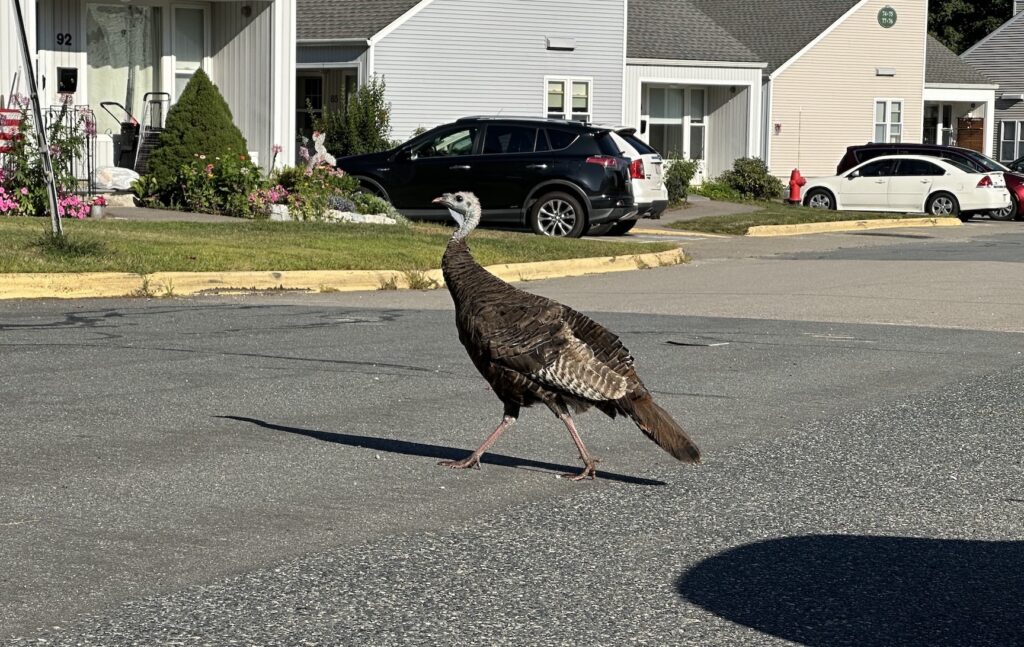 Turkey crossing Davis Road