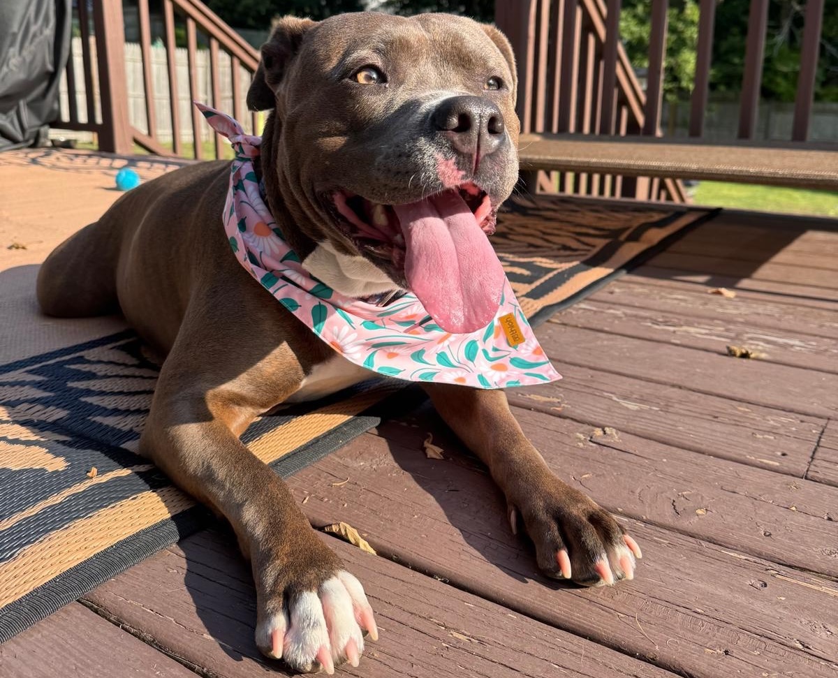 Baypath Adoptable Animal of the Week: Dottie