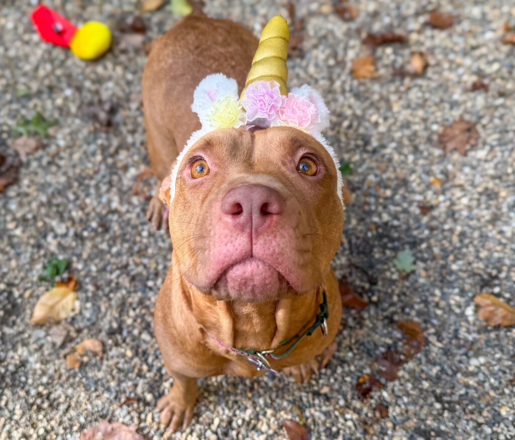 Adoptable Animal-Ruby