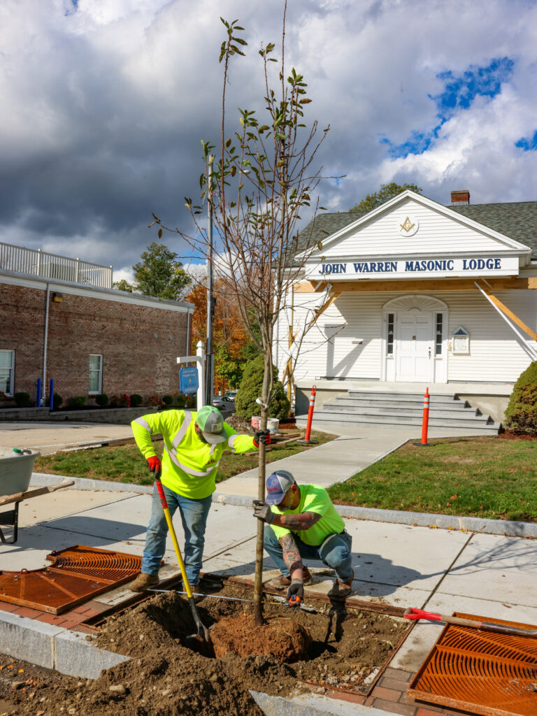 Downtown Trees Main Street