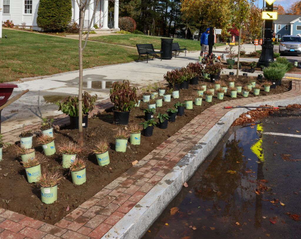 Downtown Trees Main Street