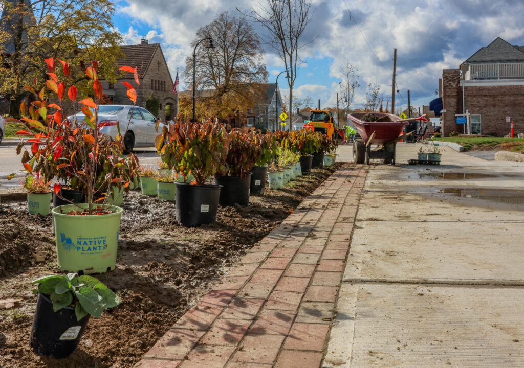 Downtown Trees Main Street