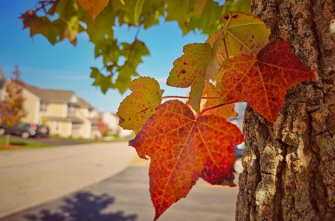 Photos: Fall foliage in Hopkinton