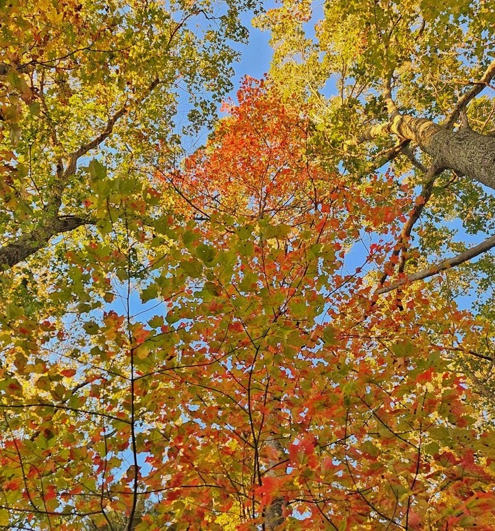 Fall Foliage State Park