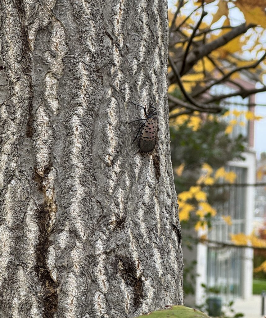 Lanternfly Carrigan Park