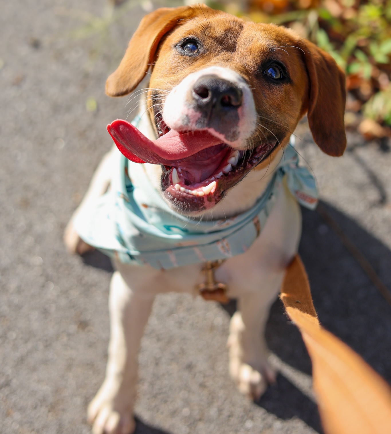 Baypath Adoptable Animal of the Week: Babydoll