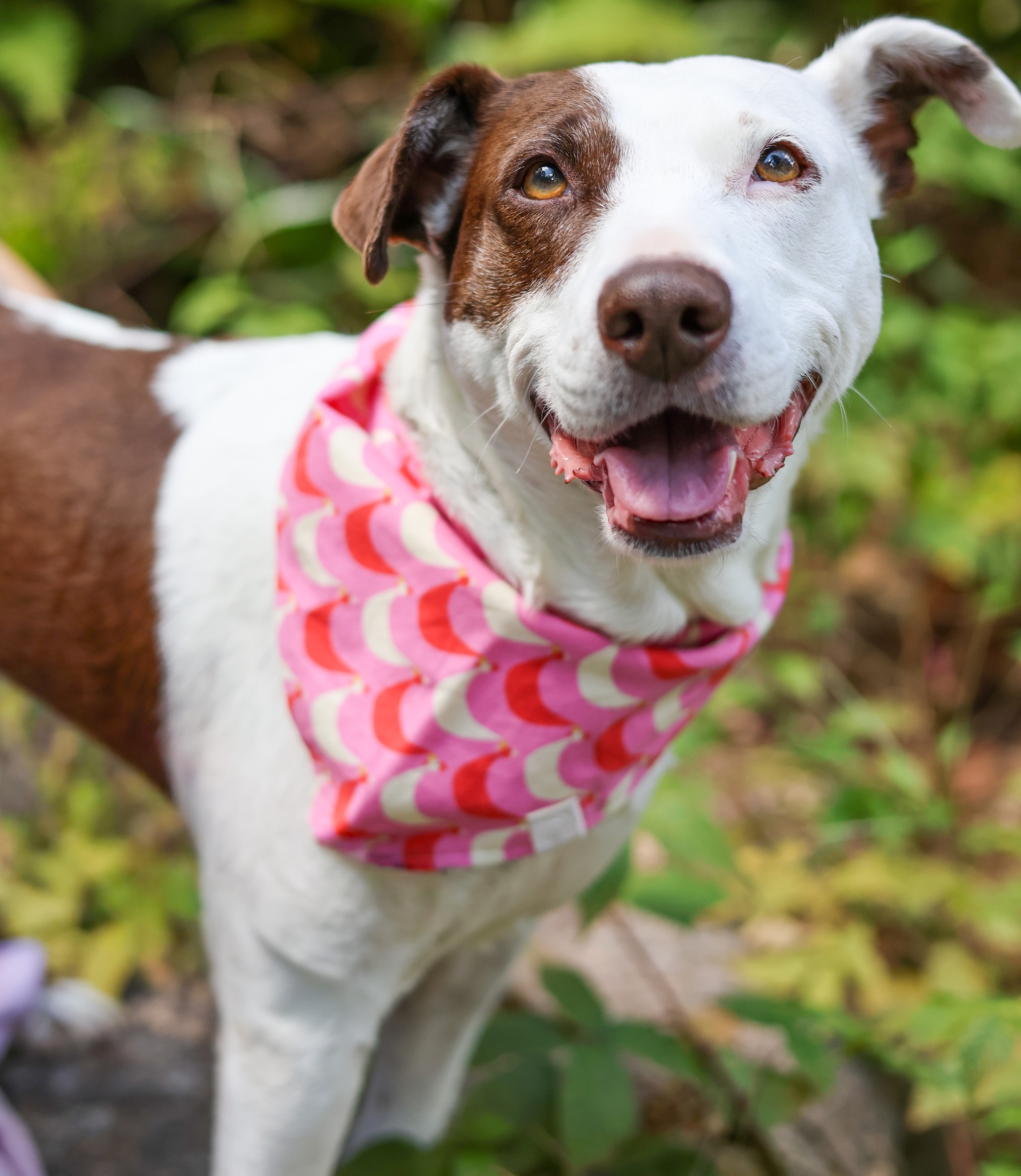Baypath Adoptable Animal of the Week: Lexi