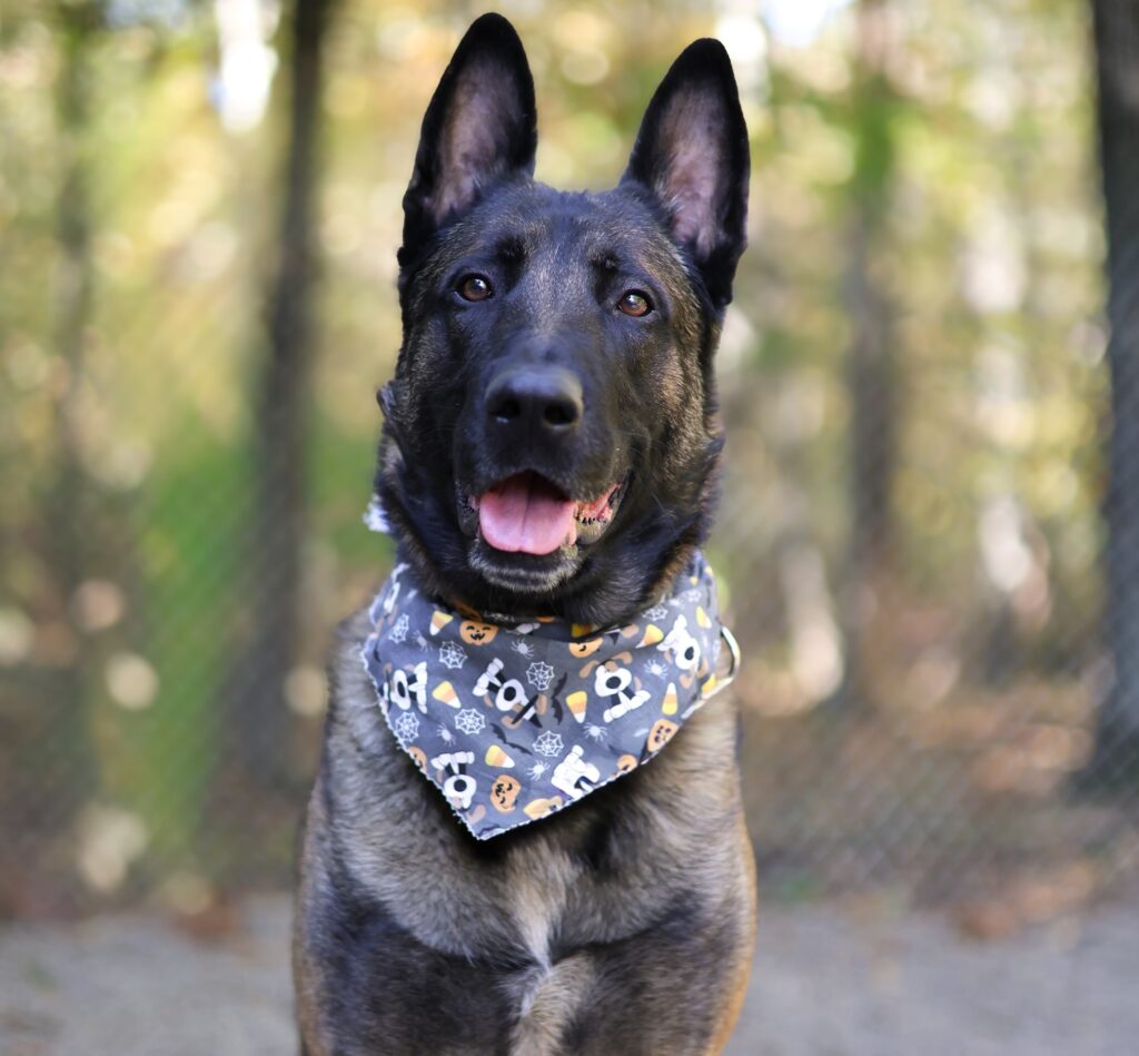 Adoptable Animal-Moose