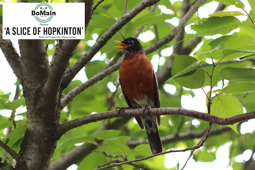 BoMain Slice of Hopkinton photo contest winner, Oct. 1 edition