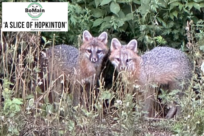 BoMain Slice of Hopkinton photo contest winner, Sept. 17 edition