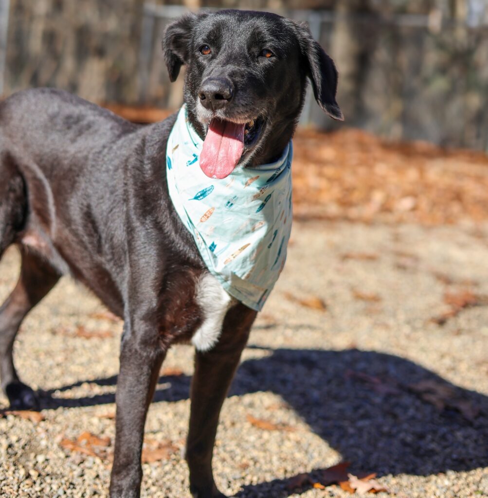 Adoptable Animal-Millie