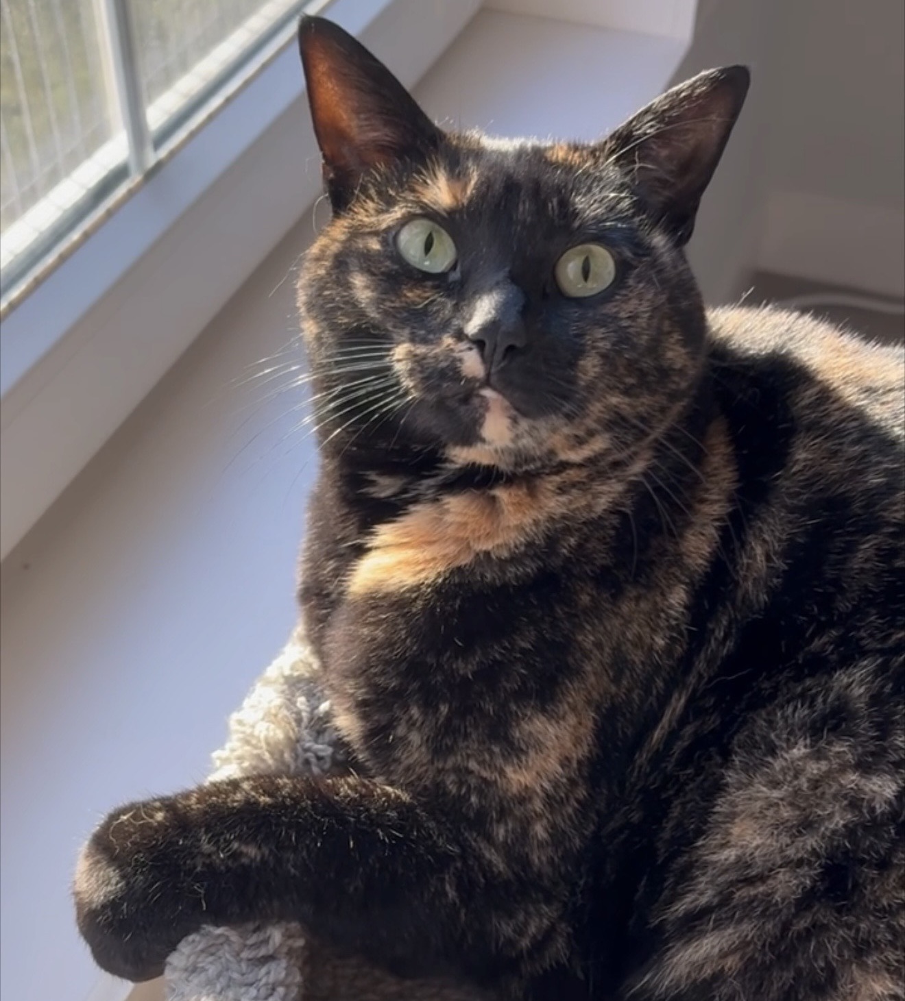 Baypath Adoptable Animal of the Week: Milly