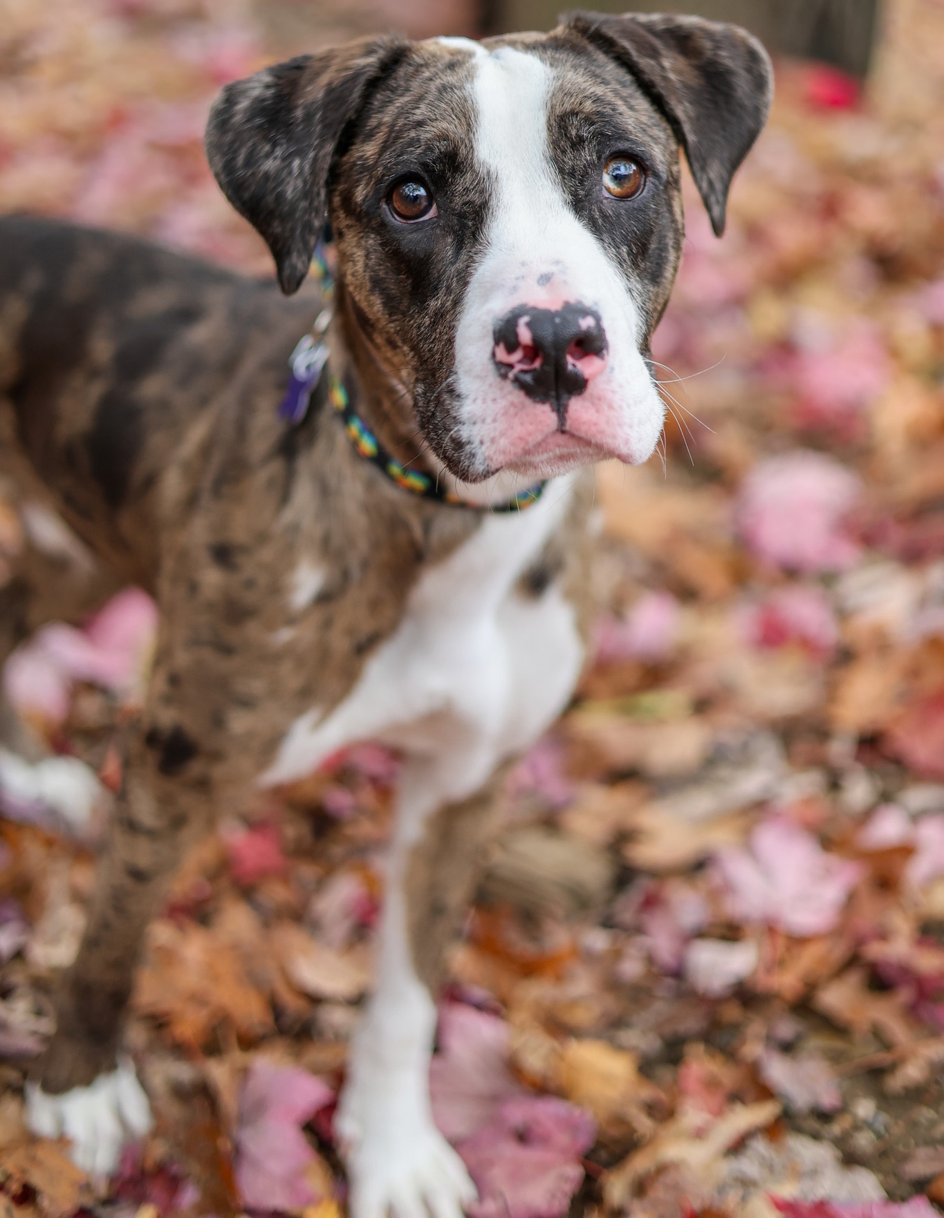 Baypath Adoptable Animal of the Week: Blue Jay