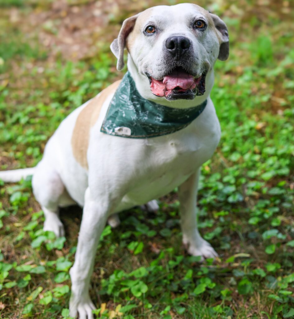 Adoptable Animal-Kipper