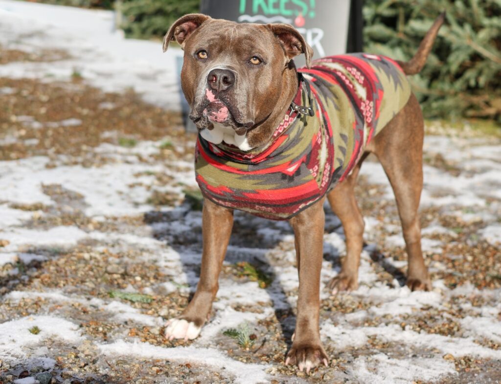 Adoptable Animal-Dottie