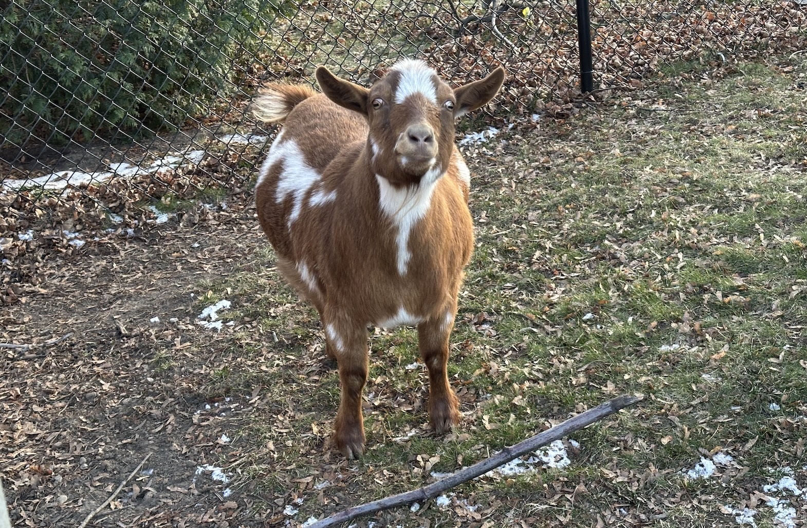 Hopkinton Today for Wednesday, Dec. 10: Baypath rehomes final 2 dogs from Wrentham cruelty case
