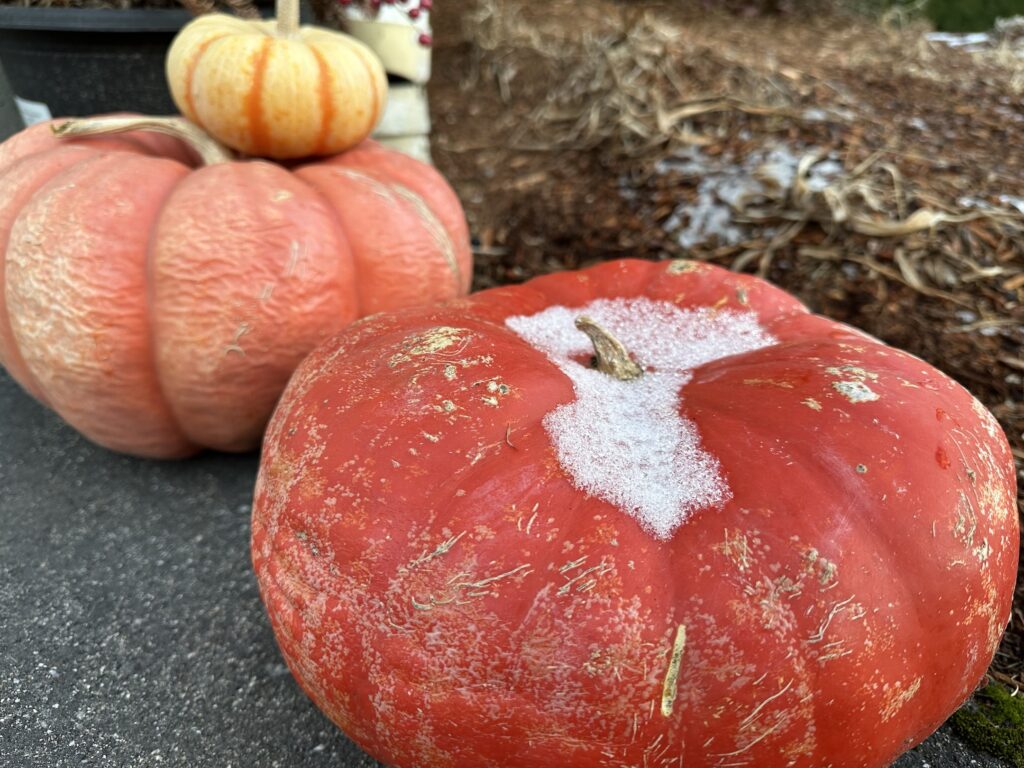 Pumpkins Town Center
