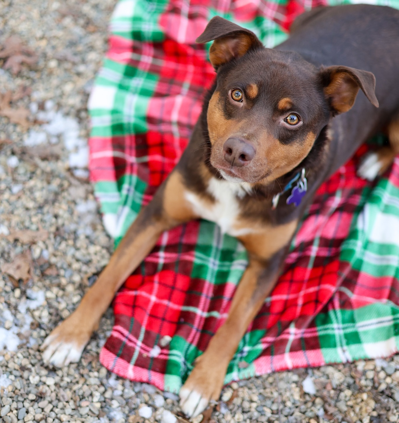 Baypath Adoptable Animal of the Week: Rocky
