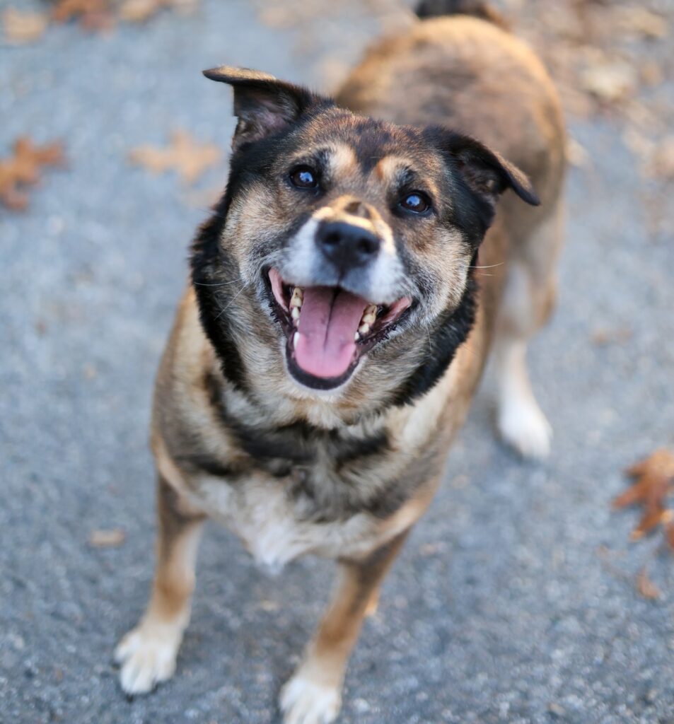 Adoptable Animal-Xena