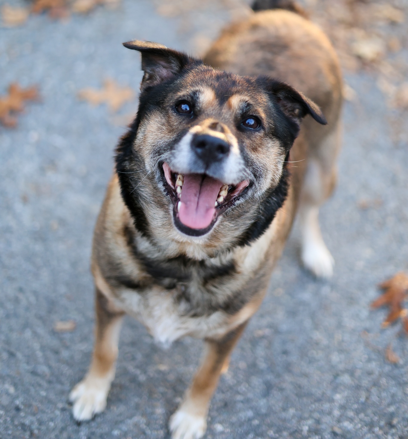 Baypath Adoptable Animal of the Week: Xena