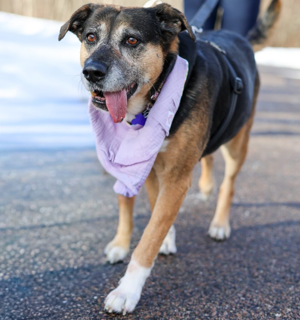 Adoptable Animal-Betty