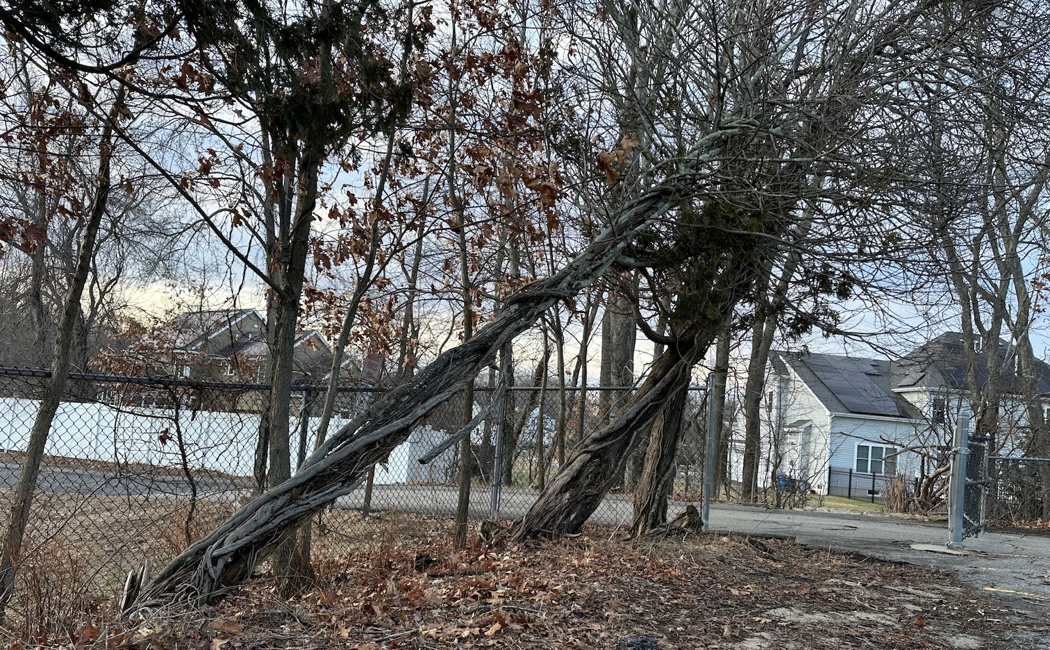 Hopkinton Today for Tuesday, Jan. 13: PJB looks ahead as holiday program concludes