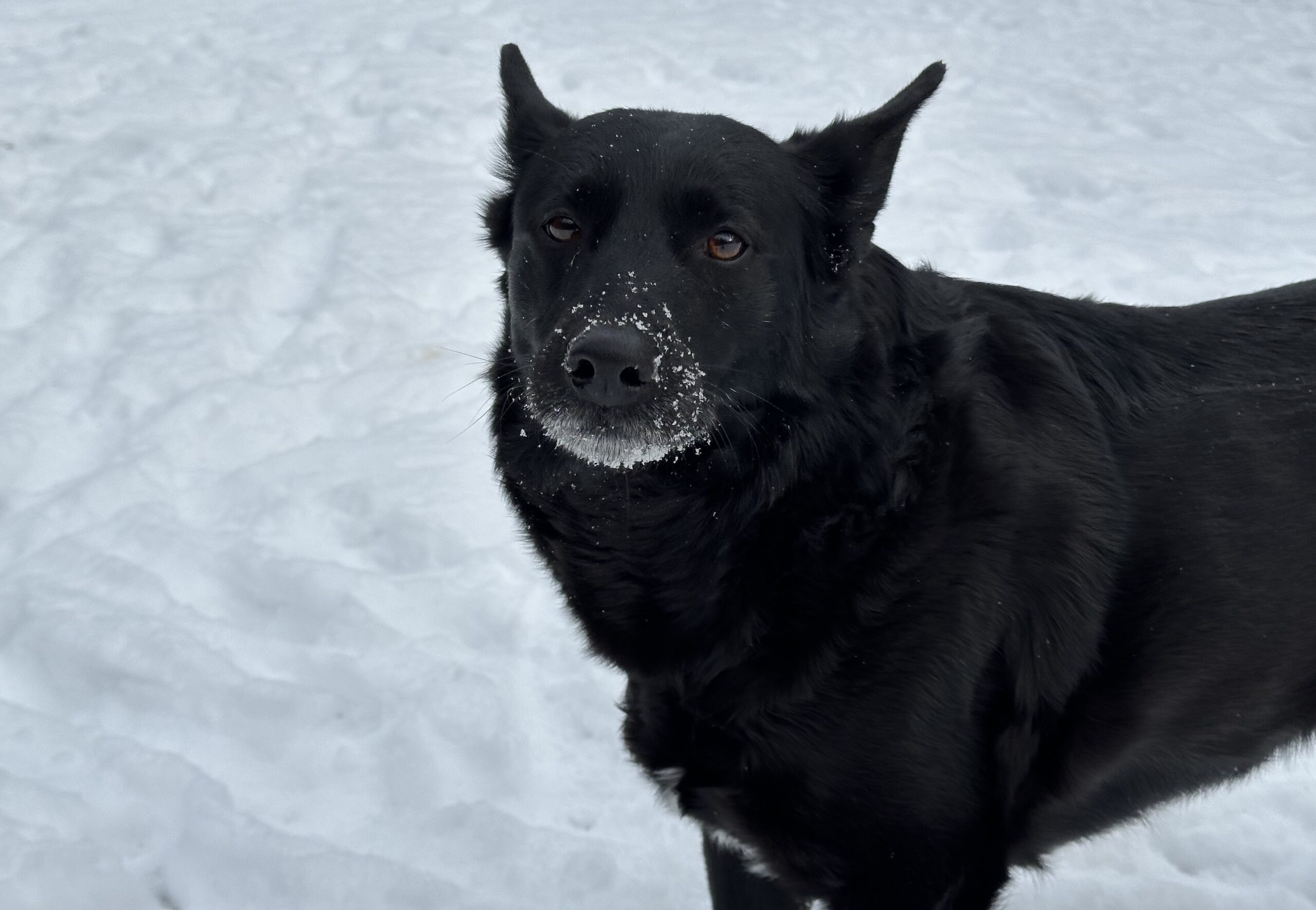 Hopkinton Today for Friday, Jan. 30: Health Director warns of extreme cold, snow risks ahead of next round of winter weather