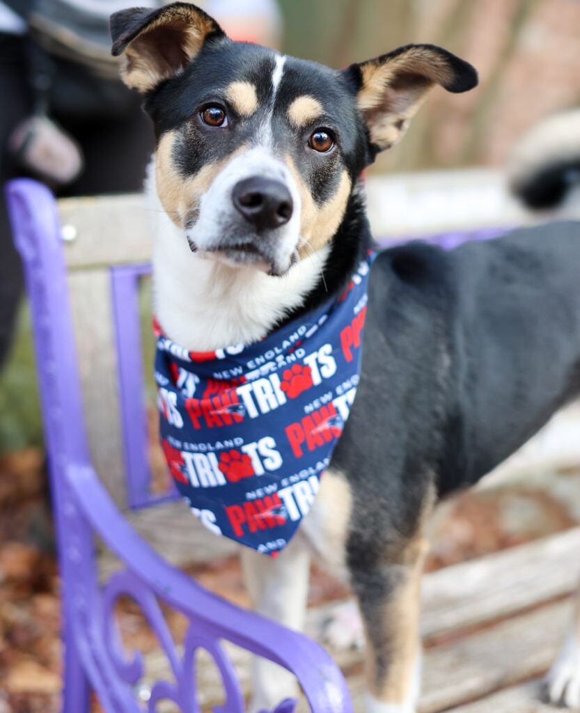 Adoptable Animal-Scooter