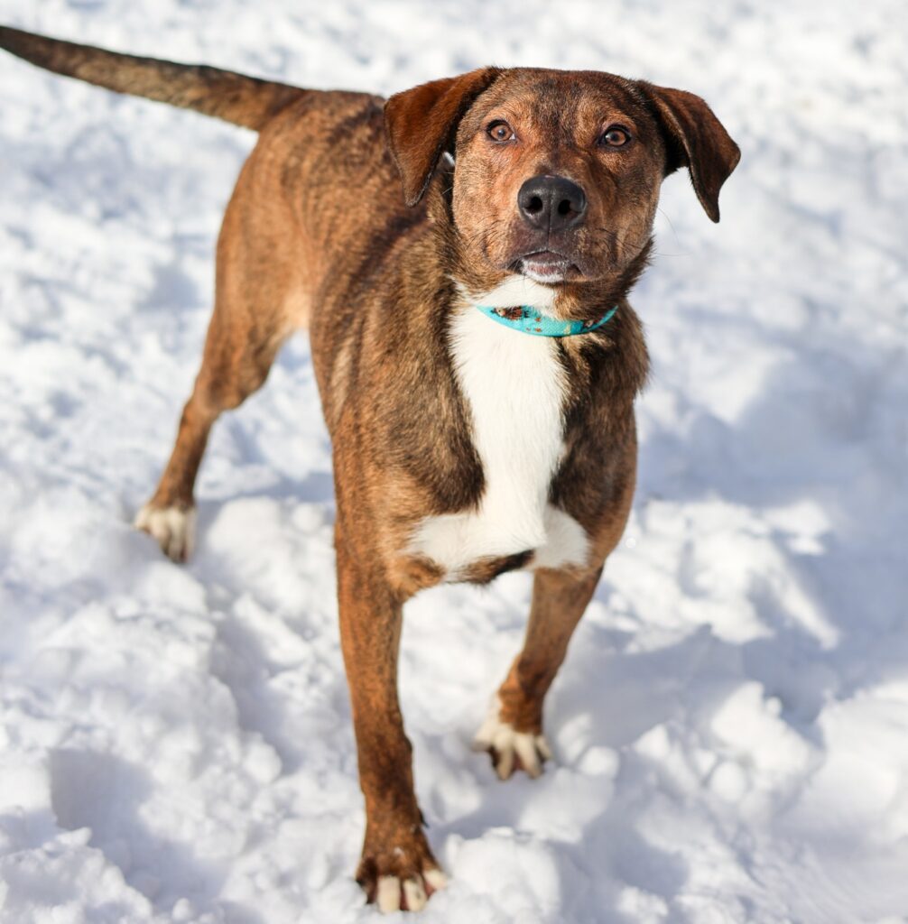 Adoptable Animal-Rex