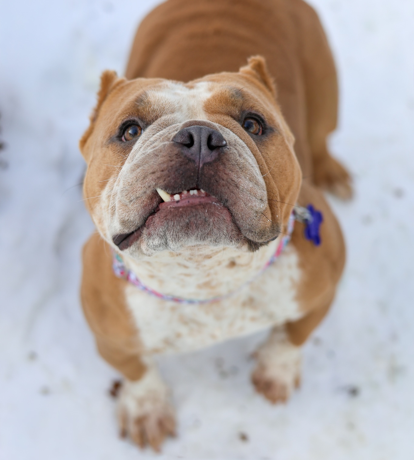 Baypath Adoptable Animal of the Week: Rosie
