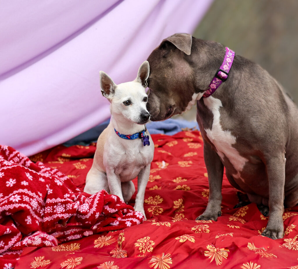 Baypath Humane Valentines Adoption Event