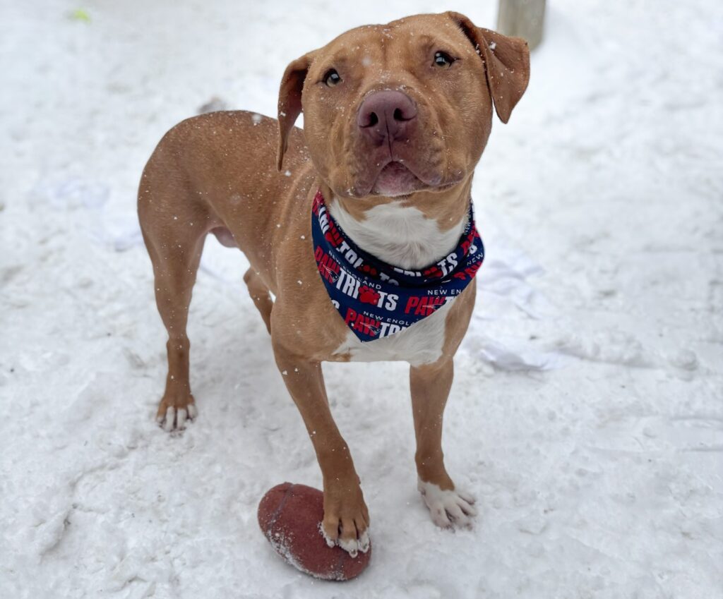 Adoptable Animal-Benji