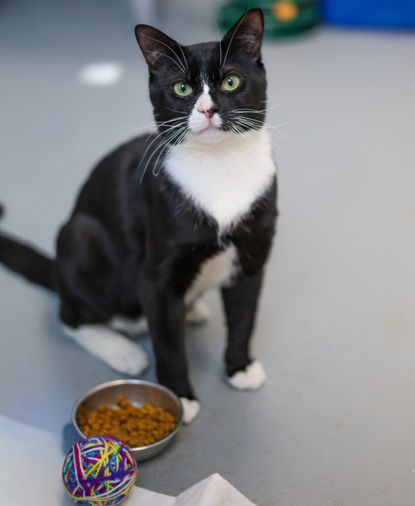 Adoptable Animal-Sardine