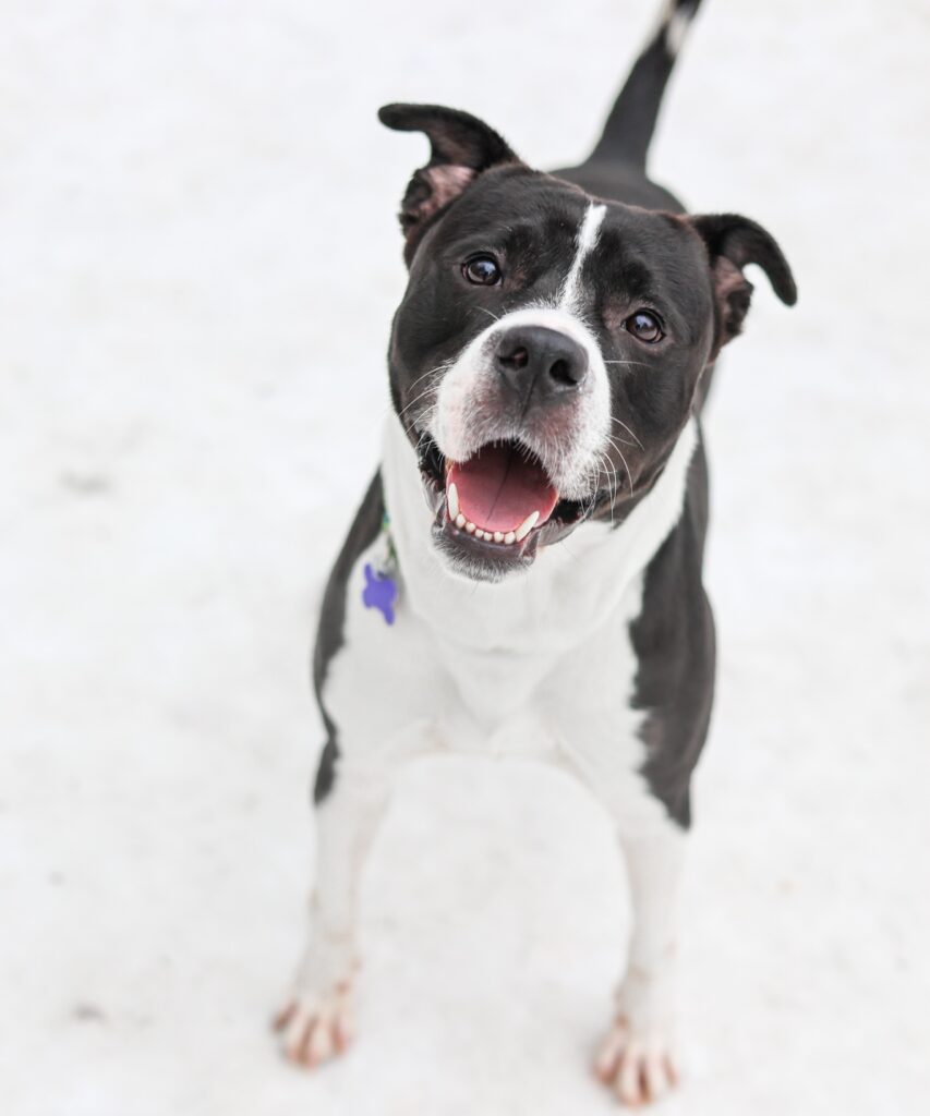 Adoptable Animal-Luke
