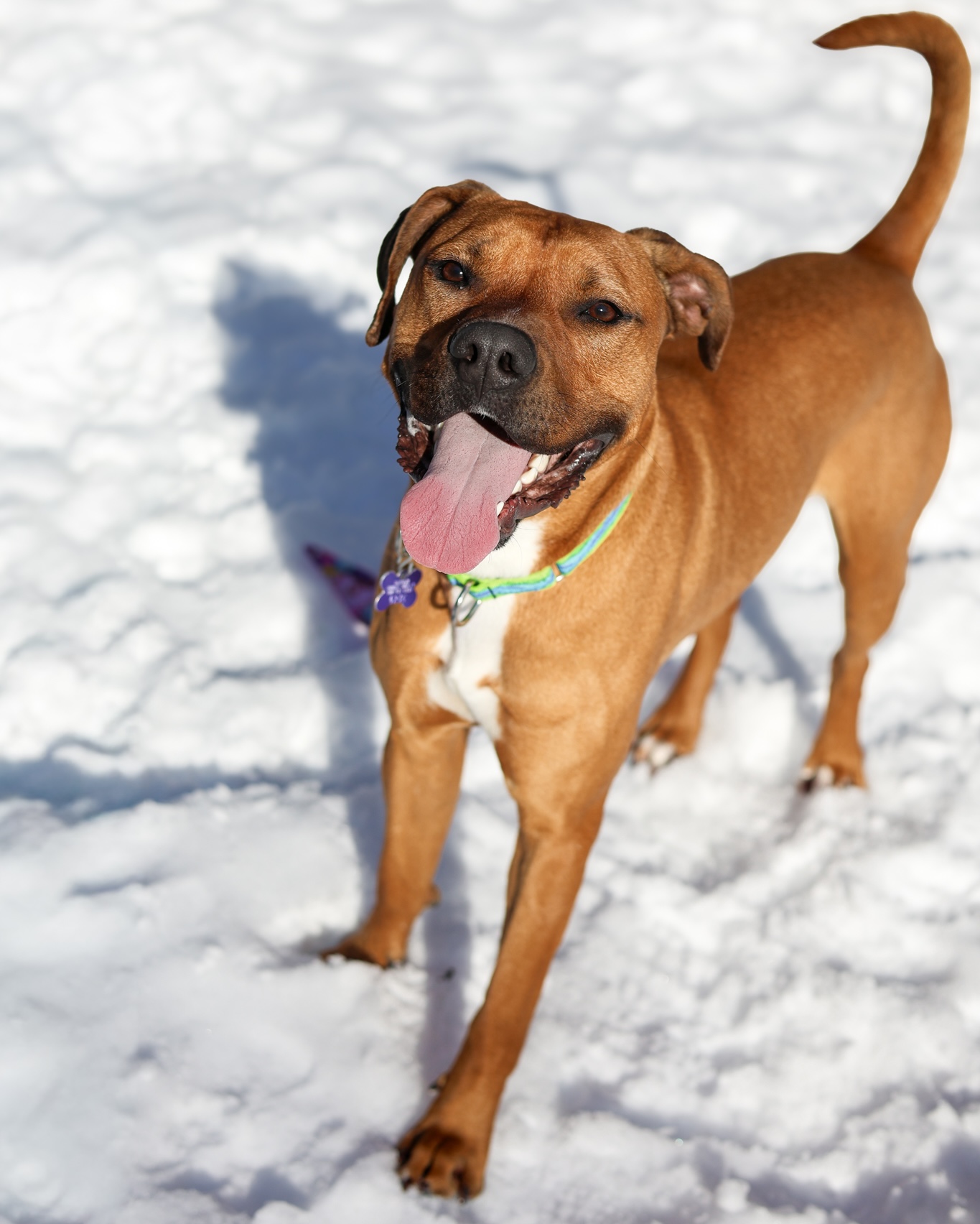 Baypath Adoptable Animal of the Week: Royce