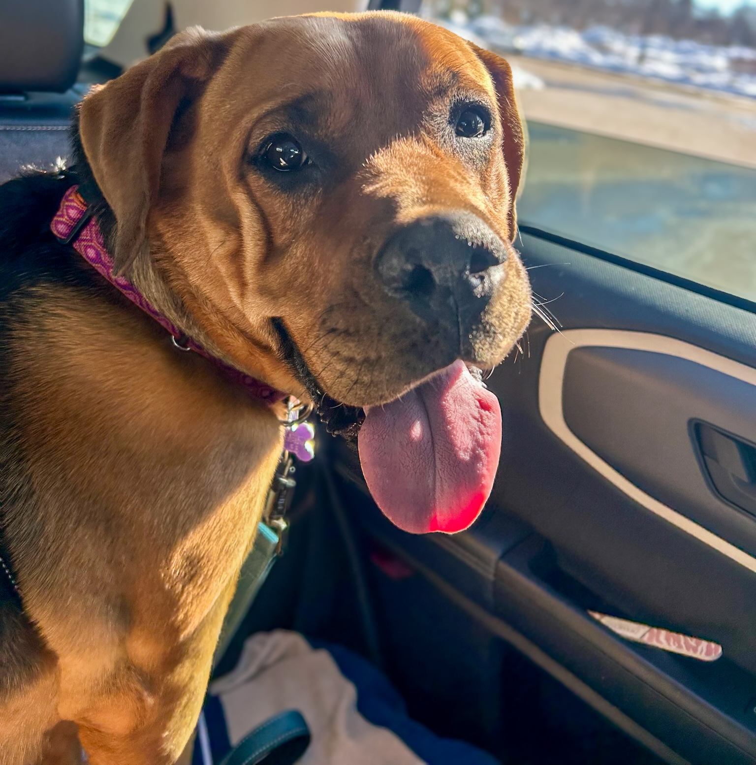 Baypath Adoptable Animal of the Week: Bailey