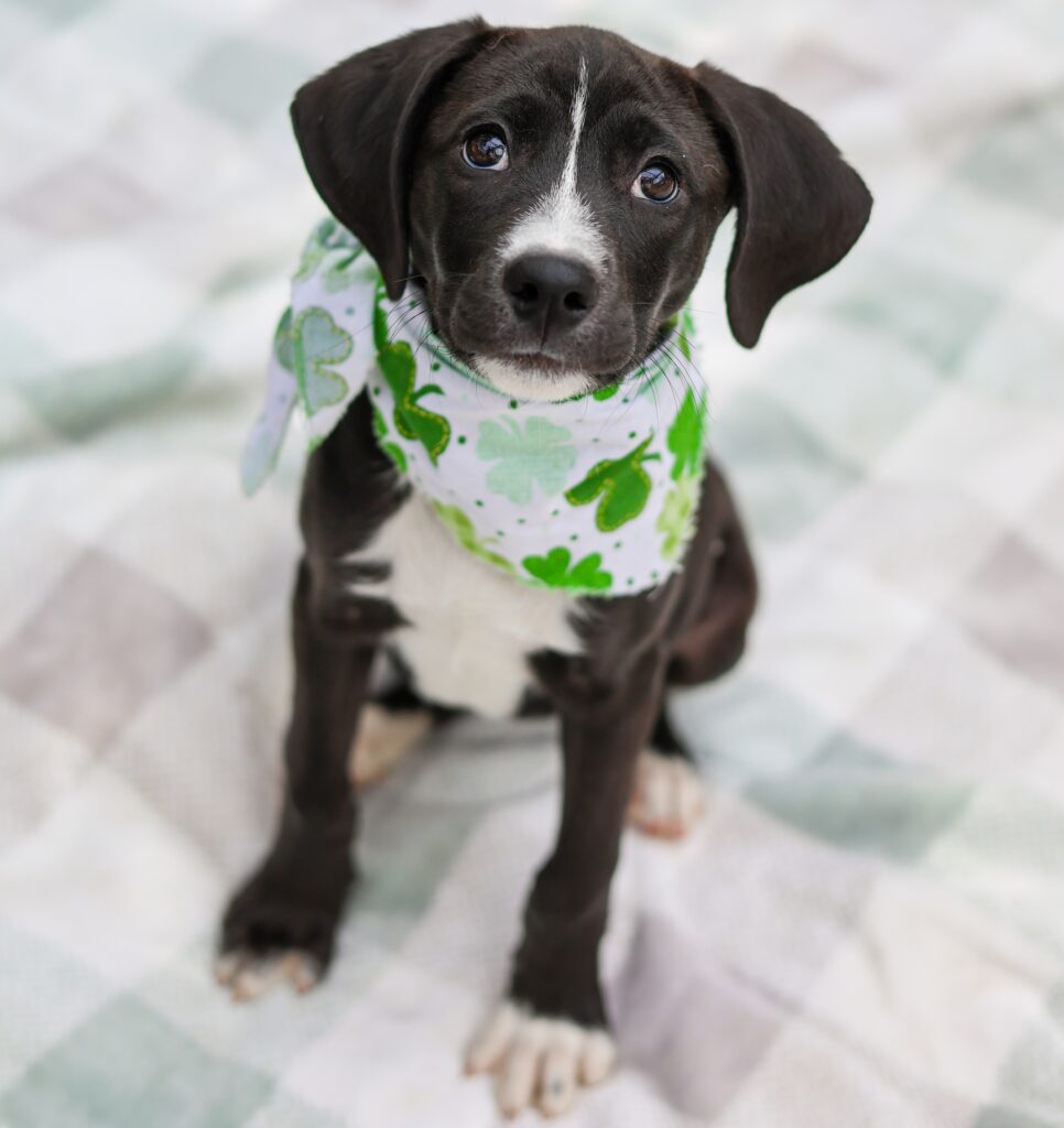 Adoptable Animal-Penelope