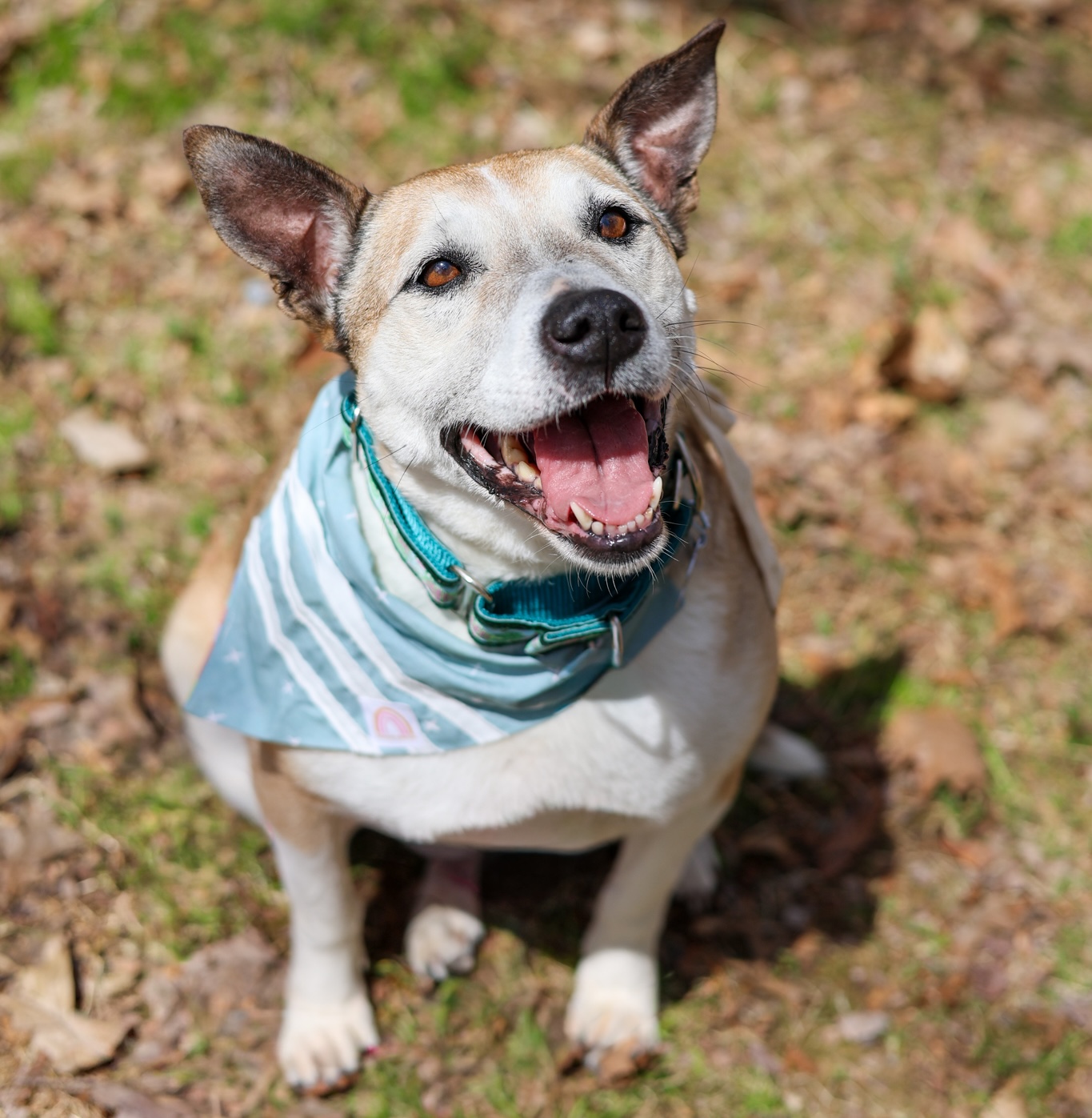 Baypath Adoptable Animal of the Week: Candy