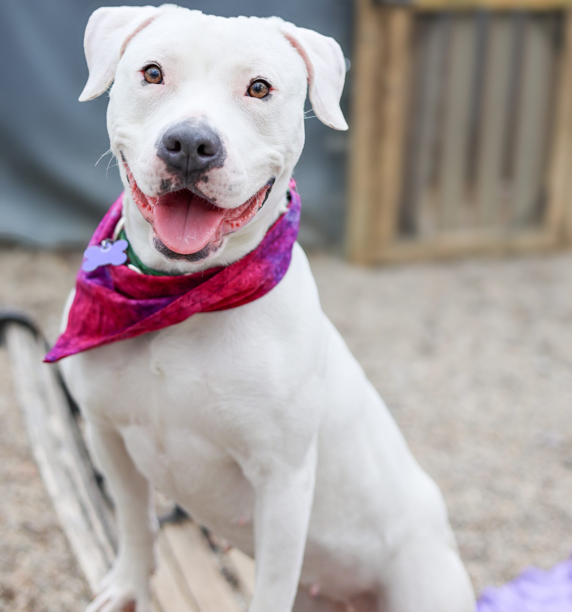 Baypath Adoptable Animal of the Week: Owala