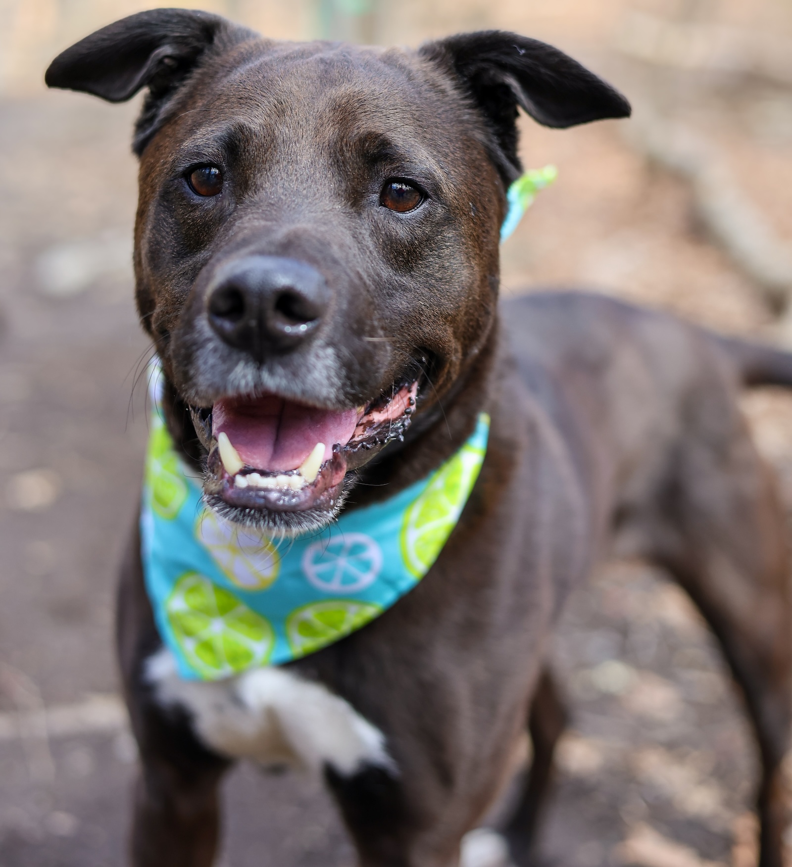 Baypath Adoptable Animal of the Week: Pebbles