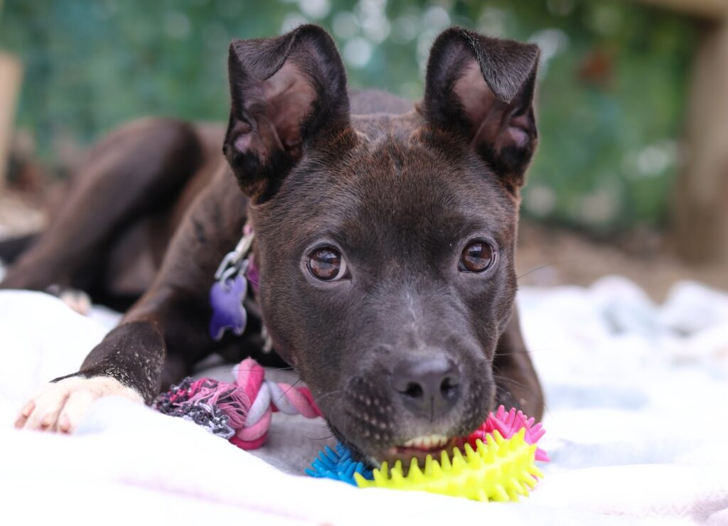 Adoptable Animal-Beansprout