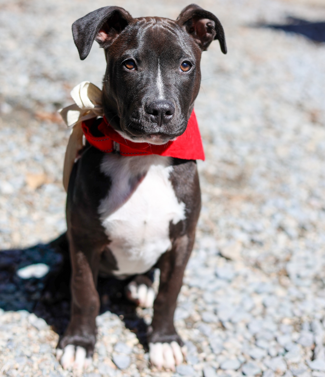 Baypath Adoptable Animal of the Week: Molly