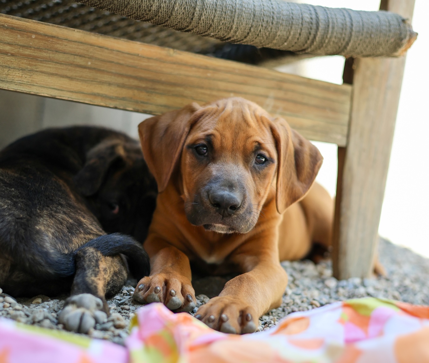 Baypath Adoptable Animal of the Week: Arny
