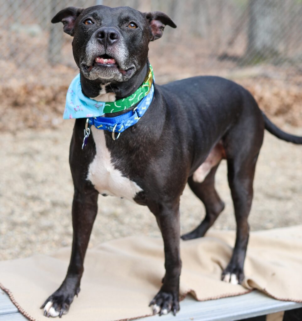 Adoptable Animal-Jake