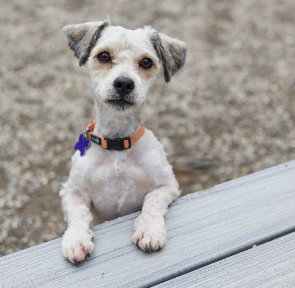 Adoptable Animal-Louie
