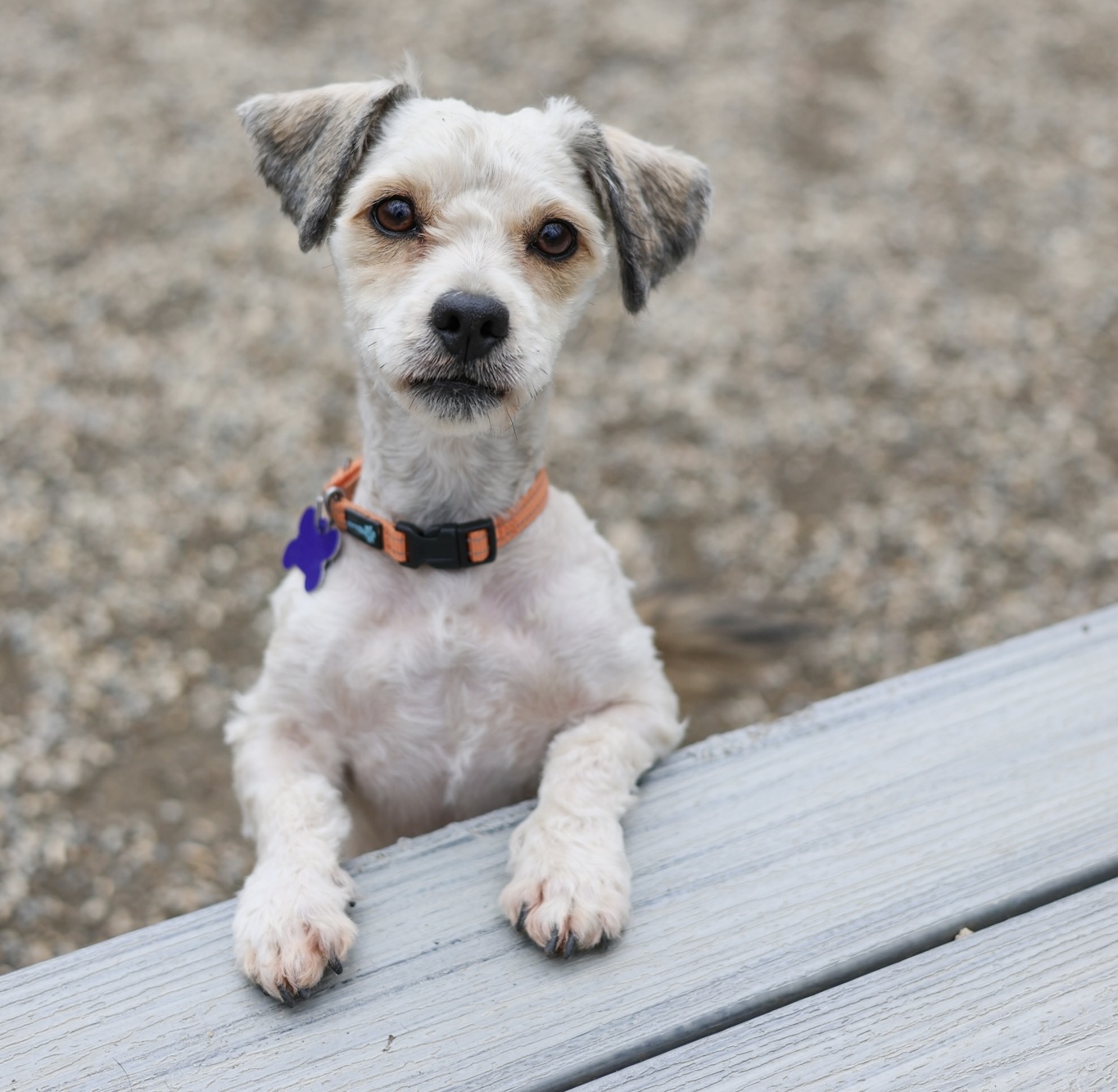 Baypath Adoptable Animal of the Week: Louie