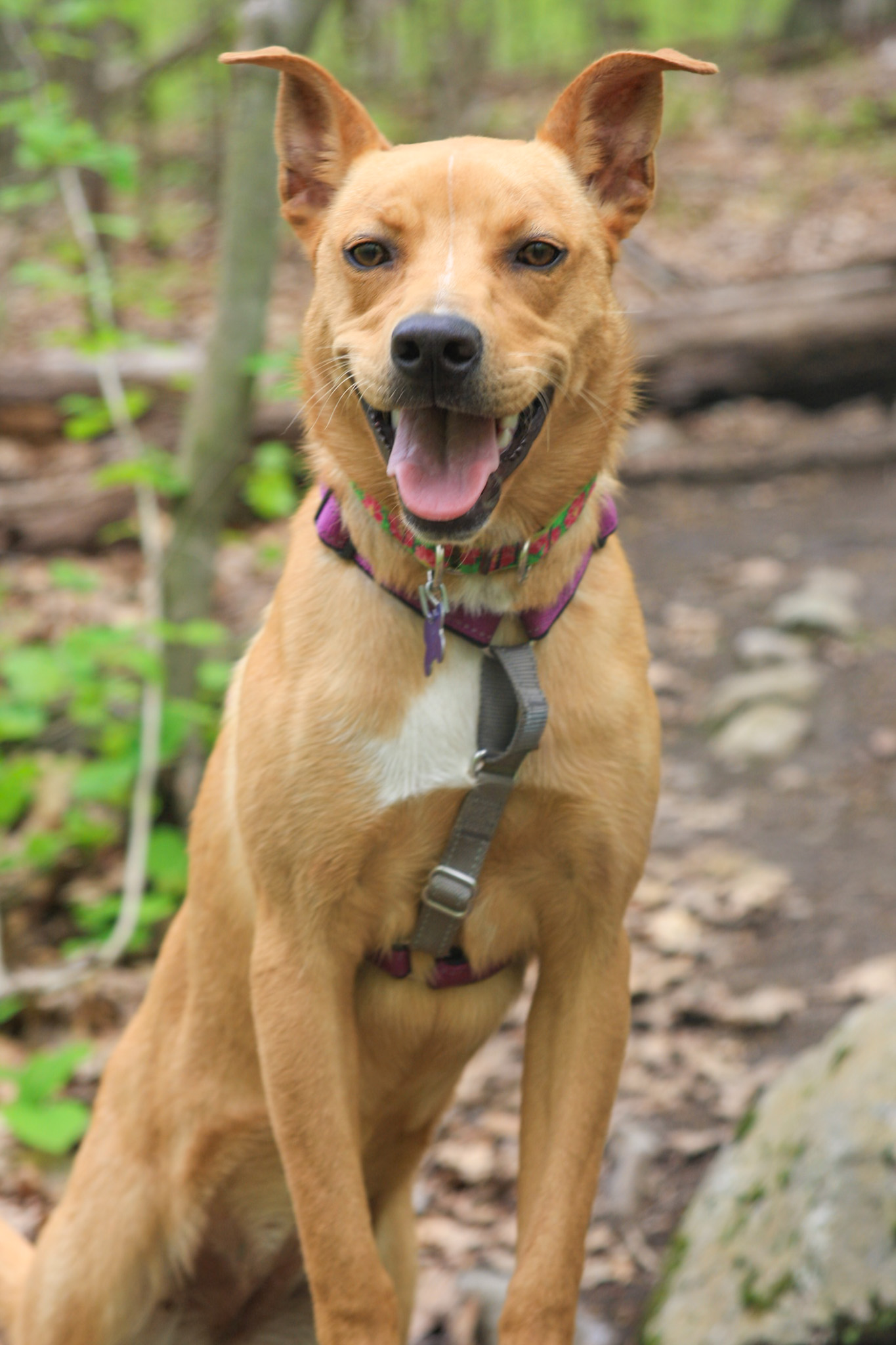 Baypath Adoptable Animal of the Week: Shayla